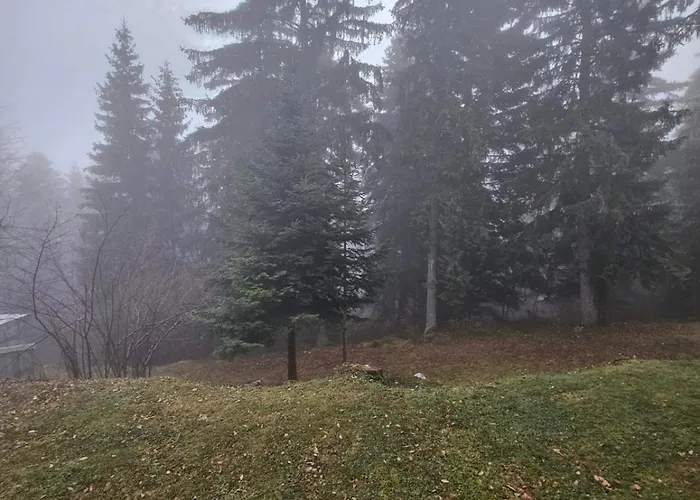 Luxury Forest بوروفتس